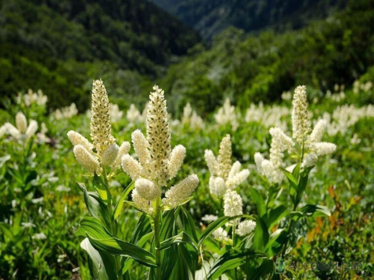 Տիկնիկավար